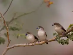 Indian Silverbills 1 Mary Budden Estate Binsar Experiences