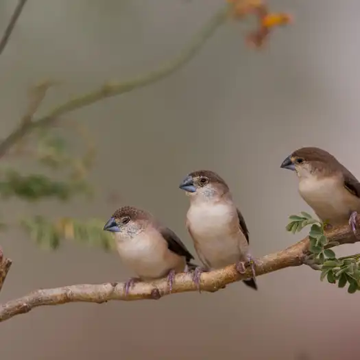 Indian Silverbills 1 Mary Budden Estate Binsar Experiences