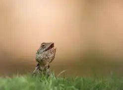 Suryagarh Jaislamer Wildlife Of Jaisalmer 14 Lizard