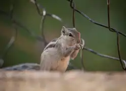 Suryagarh Jaislamer Wildlife Of Jaisalmer 21 Squirrel