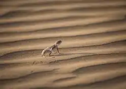 Suryagarh Jaislamer Wildlife Of Jaisalmer 23 Toad Headed Lizard