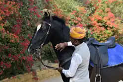 Asen SG Horsehandler 03