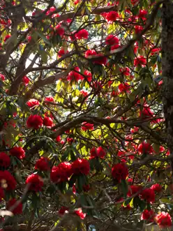 MBE X Ak 1 Mary Budden Estate Binsar Experiences
