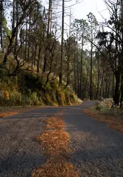 DSC08709 Mary Budden Estate Binsar Experiences